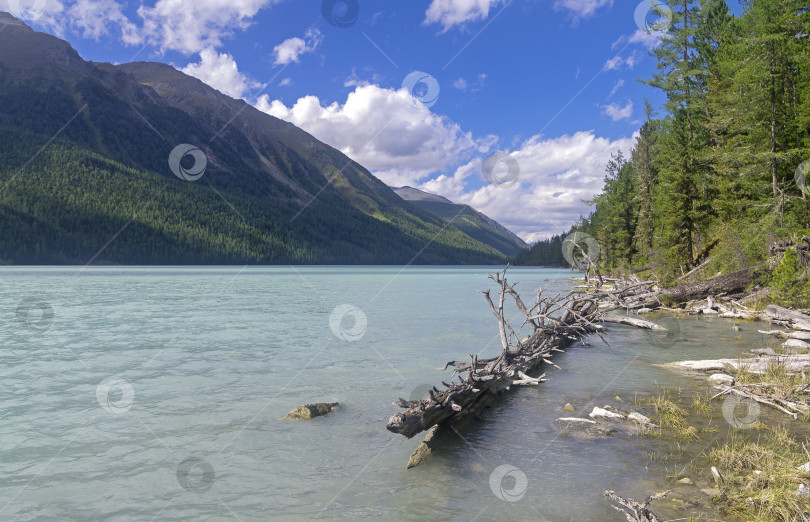 Скачать Сухое дерево в воде у берега. Озеро Кучерла. Гора Алтай фотосток Ozero