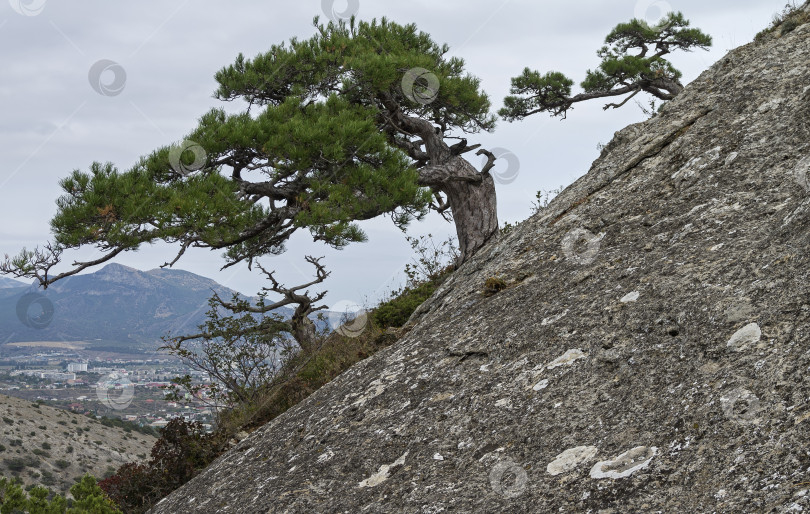 Скачать Реликтовая сосна на скале. Крым фотосток Ozero