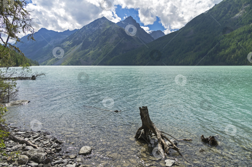 Скачать Пенек в воде у берега горного озера. Алтайский Край фотосток Ozero