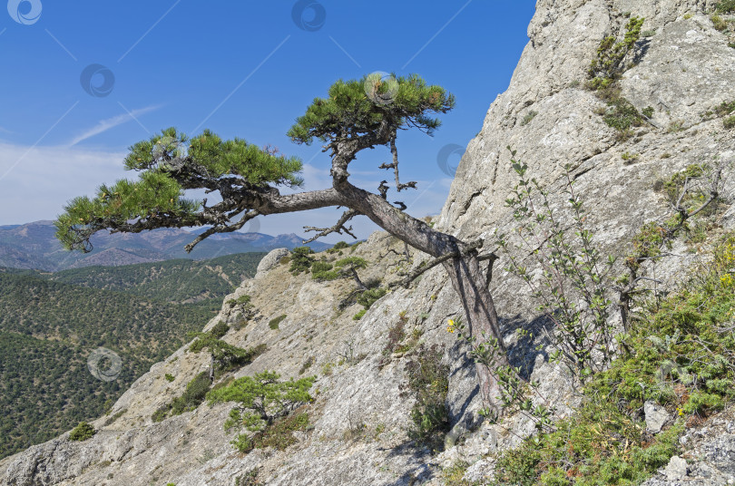 Скачать Реликтовая сосна на крутом горном склоне. фотосток Ozero