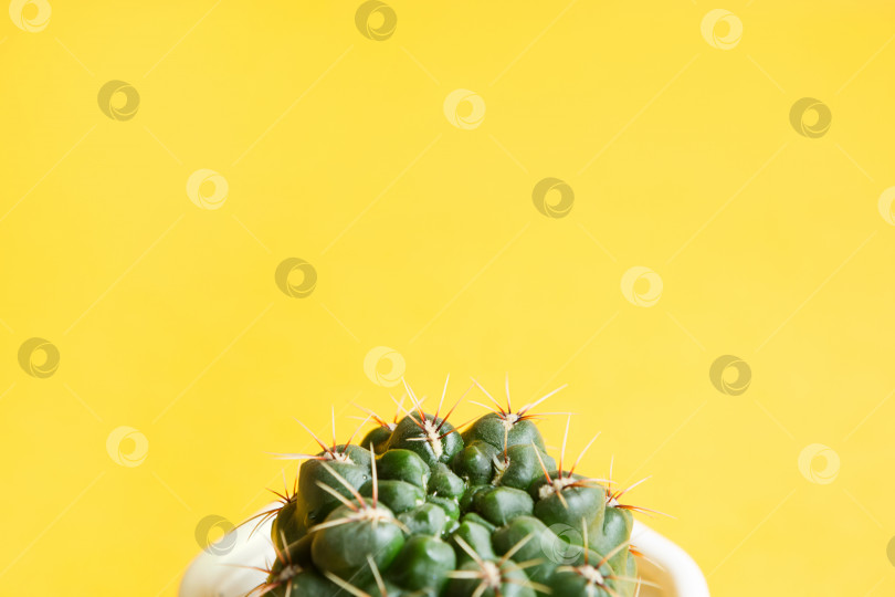 Скачать Кактус в горшке на желтом фоне. Комнатное растение, зеленый дом. Пространство для копирования. Уход за комнатными растениями фотосток Ozero