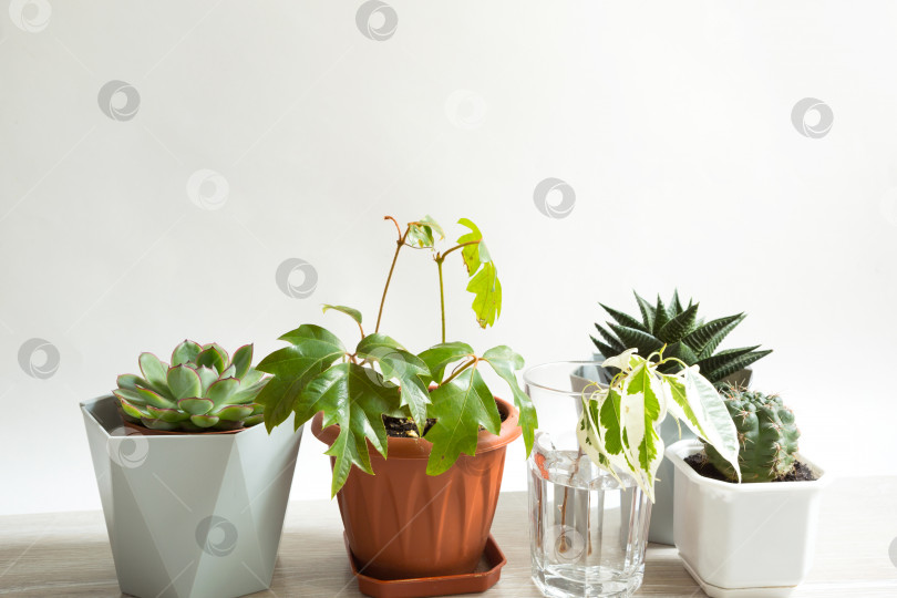 Скачать Группа популярных комнатных растений в горшках: хавортия, фикус, ройцисс, кактус, эхеверия. Уход за комнатными растениями фотосток Ozero