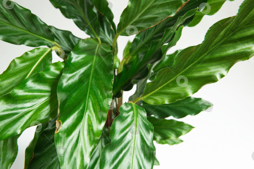 Скачать Калатея руфибарба - зеленый бархатный лист крупным планом. Комнатные растения в горшках, зеленый декор для дома, уход и выращивание, сорт марантовых. фотосток Ozero