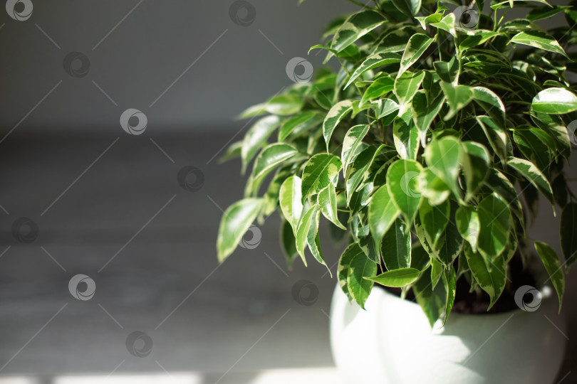 Скачать Пестрая листва фикуса Бенджамина в круглом горшке крупным планом. Выращивание комнатных растений в горшках, зеленый декор дома, уход и выращивание фотосток Ozero
