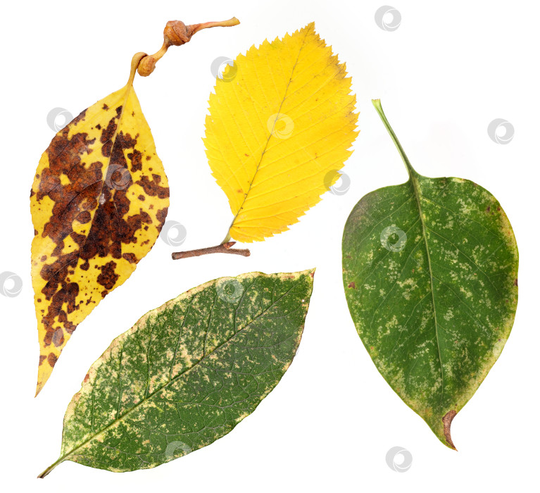 Скачать Набор разноцветных осенних листьев осень, изолированная на белом фоне фотосток Ozero