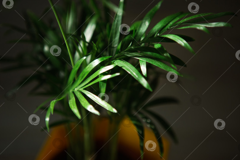 Скачать Бамбуковая пальма хамедорея в горшке - комнатные растения крупным планом. Тропическое растение Ховея, уход и выращивание фотосток Ozero