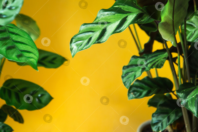 Скачать Листья калатеи Летцеи с зеленым полосатым рисунком крупным планом. Комнатные растения в горшках, зеленый декор для дома, уход и выращивание, сорт марантовых. фотосток Ozero