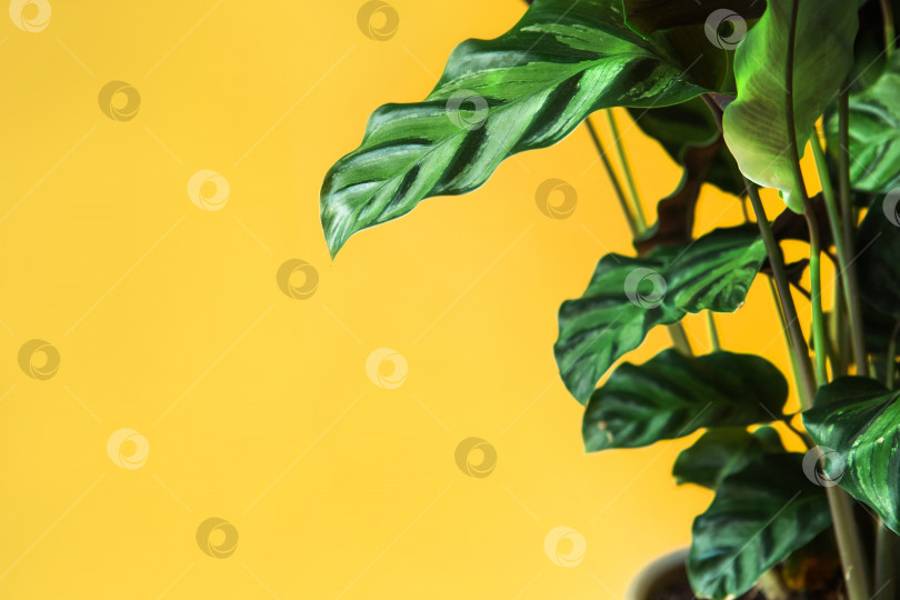 Скачать Листья калатеи Летцеи с зеленым полосатым рисунком крупным планом. Комнатные растения в горшках, зеленый декор для дома, уход и выращивание, сорт марантовых. фотосток Ozero