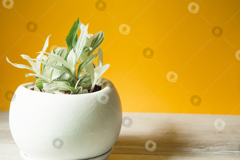 Скачать Традесканция с белыми цветами в круглом горшке на столе на желтом фоне. Пространство для копирования. Выращивание комнатных растений в горшках, зеленый декор дома, уход и выращивание фотосток Ozero