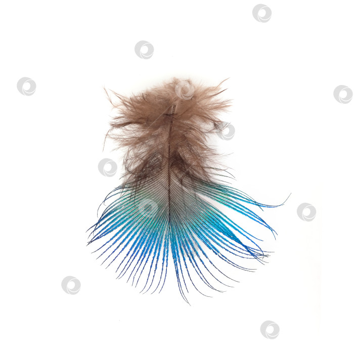 Скачать Яркое разноцветное птичье перо, выделенное на белом фоне фотосток Ozero