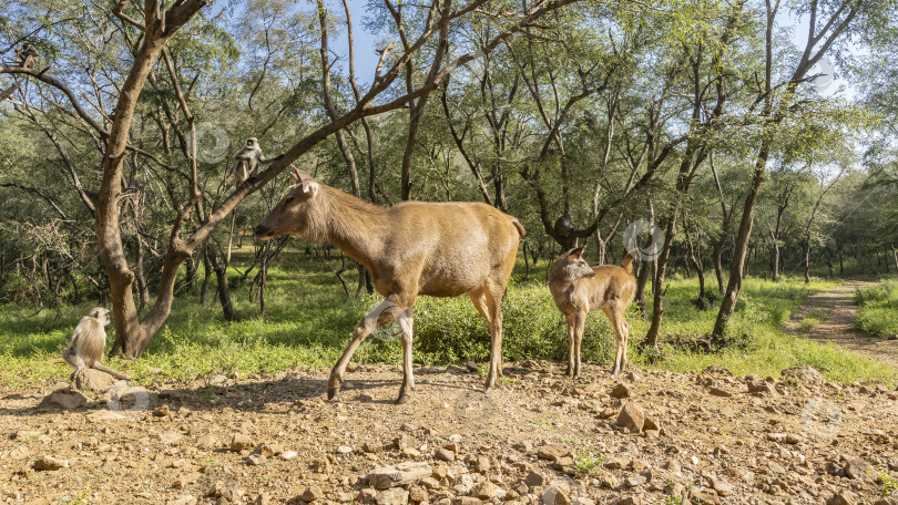 Скачать Мать и детеныш индийского оленя sambar Rusa unicolor фотосток Ozero