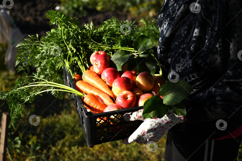 Скачать коробка со свежими яблоками и морковью на деревянном столе в саду фотосток Ozero
