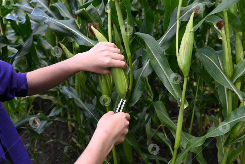 Скачать Крупный план зеленого початка кукурузы в шелухе в поле фотосток Ozero