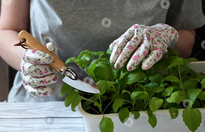 Скачать Женщина в садовых перчатках пересаживает рассаду цветов. фотосток Ozero