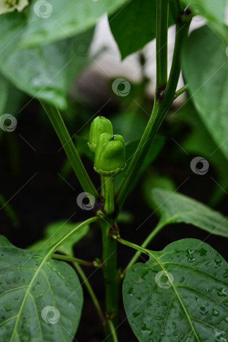 Скачать зеленый перец, растущий в саду фотосток Ozero
