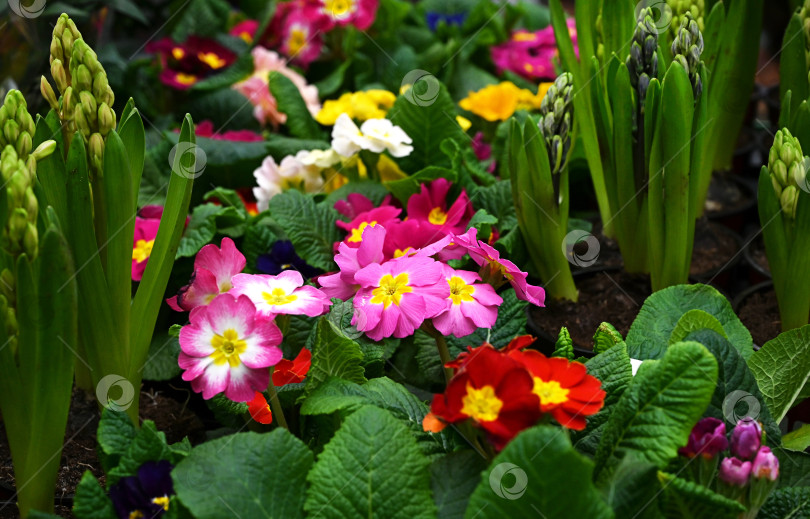 Скачать Панорамный многоцветный цветок примулы обыкновенной Primula Vulgaris. Много цветов деревенской примулы, баннер с видом сверху. Яркий цветочный пейзаж, ровная поверхность. Живая стена из разноцветных цветов примулы Первоцвет фотосток Ozero