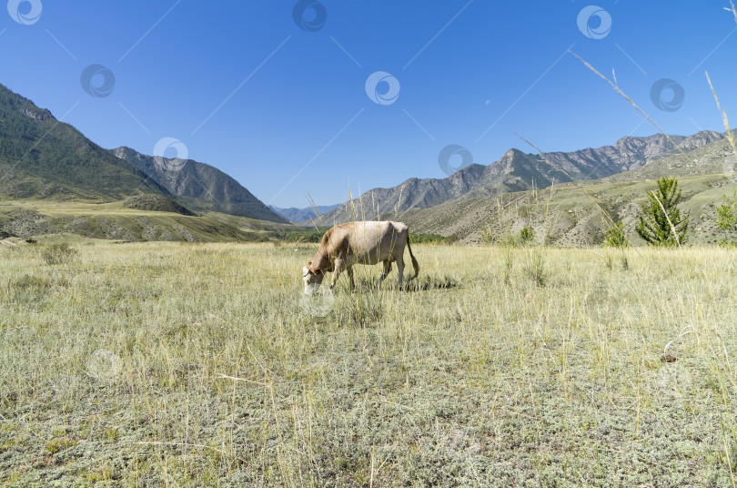 Скачать Корова пасется на горном лугу. Алтай, Россия. фотосток Ozero