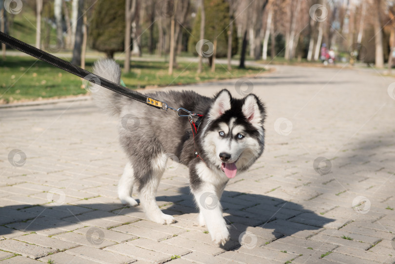 Скачать собаки в парке фотосток Ozero