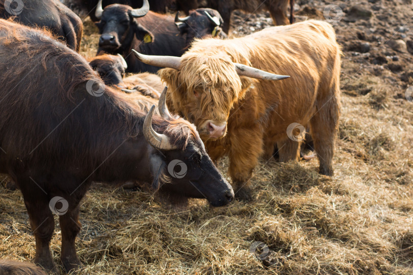 Скачать Рыжеволосый шотландский бык на ферме. Стадо крупного рогатого скота, молочные животные в деревне. Густые волосы и длинные коровьи рога. фотосток Ozero