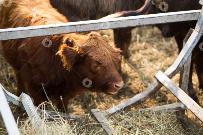 Скачать Рыжий шотландский молодой бычок с густой шерстью крупным планом. Жует сено и смотрит на раму на ферме. Крупный рогатый скот, домашние животные в деревне. Символ нового года по восточному календарю. фотосток Ozero