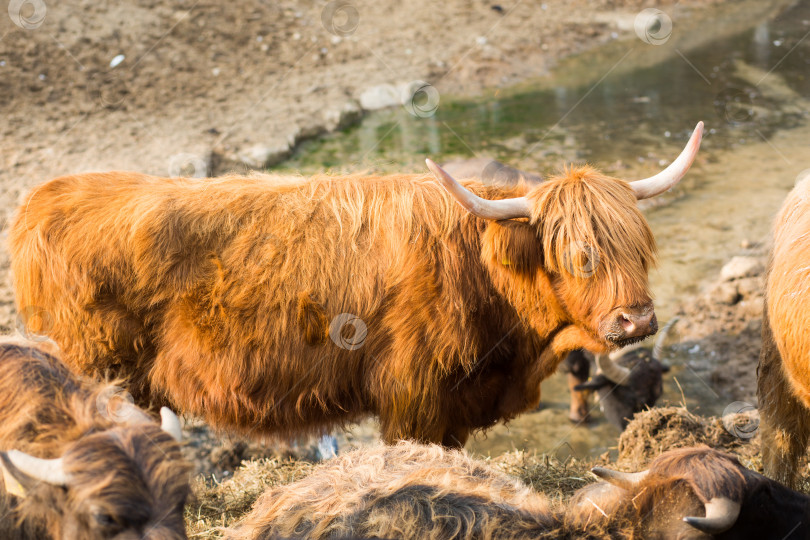 Скачать Рыжеволосый шотландский бык на ферме. Стадо крупного рогатого скота, молочные животные в деревне. Густые волосы и длинные коровьи рога. фотосток Ozero