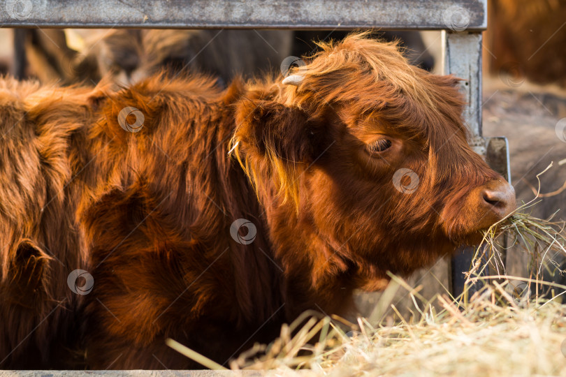 Скачать Рыжий шотландский молодой бычок с густой шерстью и маленькими рожками крупным планом. Жует сено и смотрит на раму на ферме. Крупный рогатый скот, домашние животные в деревне. Символ нового года по восточному календарю. фотосток Ozero