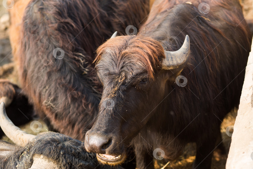 Скачать Черная бычья голова с серыми рогами крупным планом. Крупный рогатый скот на ферме, молочные животные. Символ нового 2021 года по восточному календарю фотосток Ozero