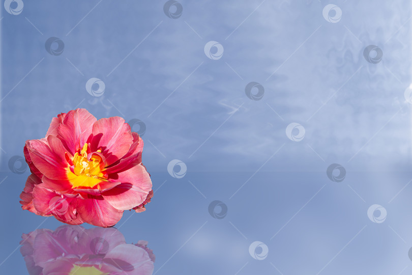 Скачать Оригинальный темно-розовый цветок тюльпана с зеркальной тенью на ск фотосток Ozero