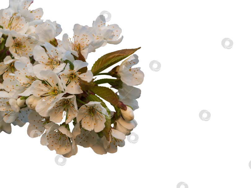 Скачать Распускающиеся белые цветы и бутоны вишни, выделенные на белом фоне фотосток Ozero