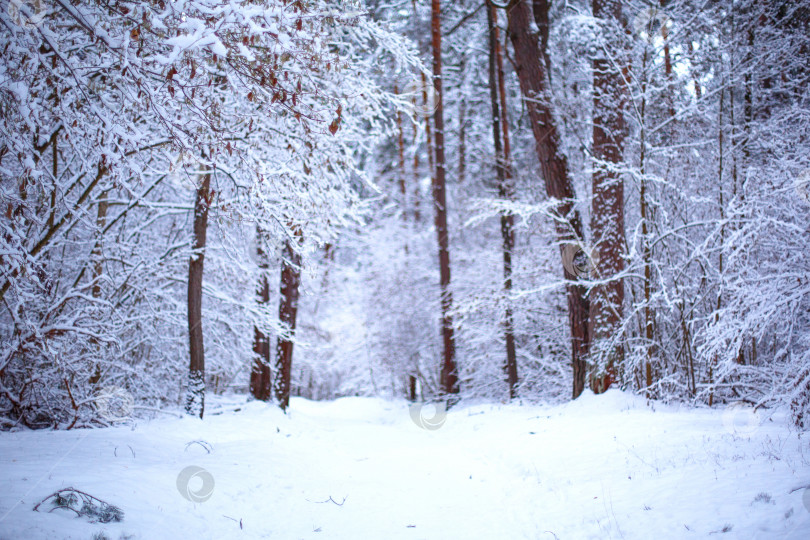 Скачать Тропинка через заснеженный лес со следами на снегу. Графические голые ветви деревьев в белом лесу. Зимний пейзаж фотосток Ozero