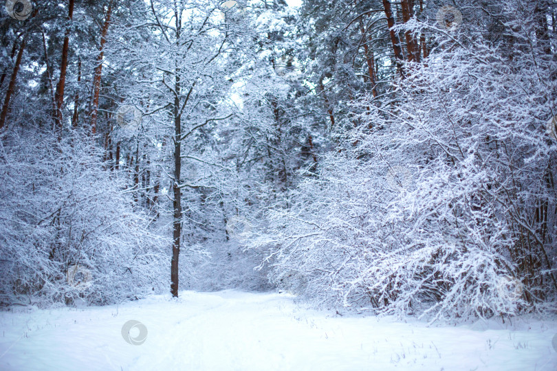 Скачать Тропинка через заснеженный лес со следами на снегу. Графические голые ветви деревьев в белом лесу. Зимний пейзаж фотосток Ozero