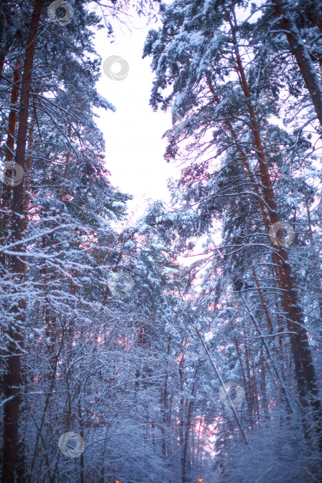 Скачать Сосны в снегу после снегопада в лесу. Розовый закат сквозь деревья в небе. Зимний пейзаж фотосток Ozero