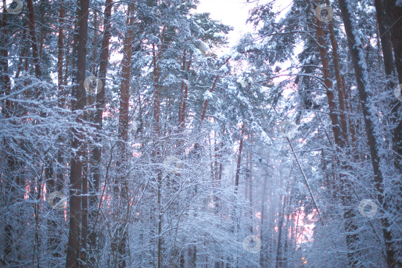 Скачать Сосны в снегу после снегопада в лесу. Розовый закат сквозь деревья в небе. Зимний пейзаж фотосток Ozero