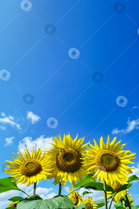 Скачать Три желтых подсолнуха на голубом небе с пространством для копирования фотосток Ozero