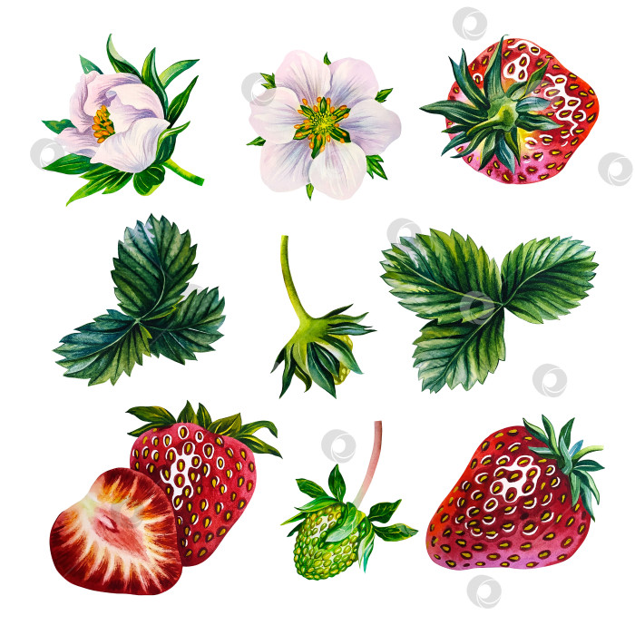 Скачать Клубничный набор с ягодами, цветами и листьями. Акварельная иллюстрация. Изолировать. За дизайнерские решения для упаковки фотосток Ozero