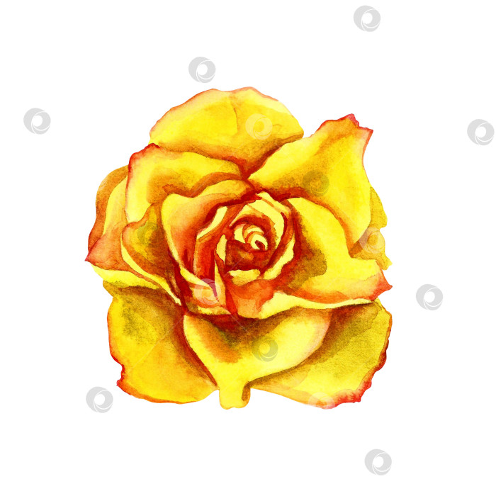 Скачать Желтая роза, акварельный изолят на белом фоне. Растровая иллюстрация для дизайна, печати, текстиля, упаковки, открыток фотосток Ozero