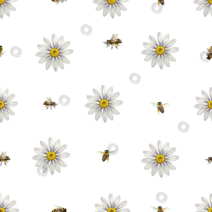 Скачать Бесшовный узор с маргаритками и пчелками. Акварельная иллюстрация. Для текстиля, оберточной бумаги и баннеров, открыток фотосток Ozero