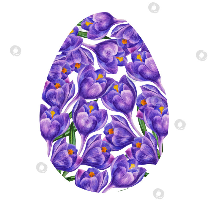 Скачать Шаблон для пасхальной открытки или приглашения. Христос воскрес. Яйцо украшено цветущими голубыми крокусами. фотосток Ozero