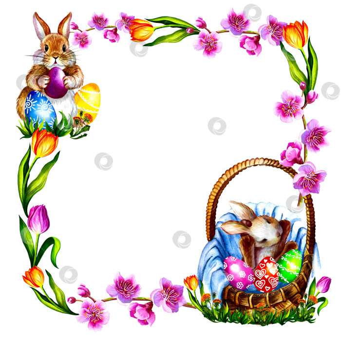 Скачать Пасхальная акварельная рамка с кроликами, корзинкой и цветами. На белом фоне. фотосток Ozero