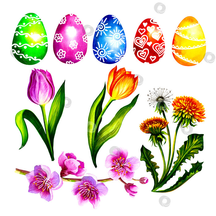 Скачать Пасхальный весенний набор с крашеными яйцами и весенними цветами. Изолировать на белом фоне. фотосток Ozero