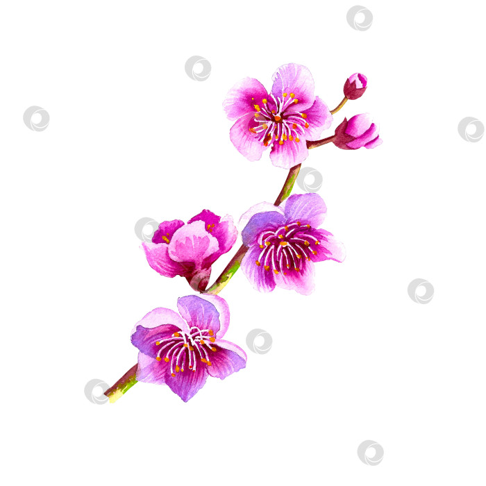Скачать Сакура. Цветущая ветка вишневого дерева. Японские цветы, нарисованные акварелью от руки. Изолировать на белом фоне. фотосток Ozero