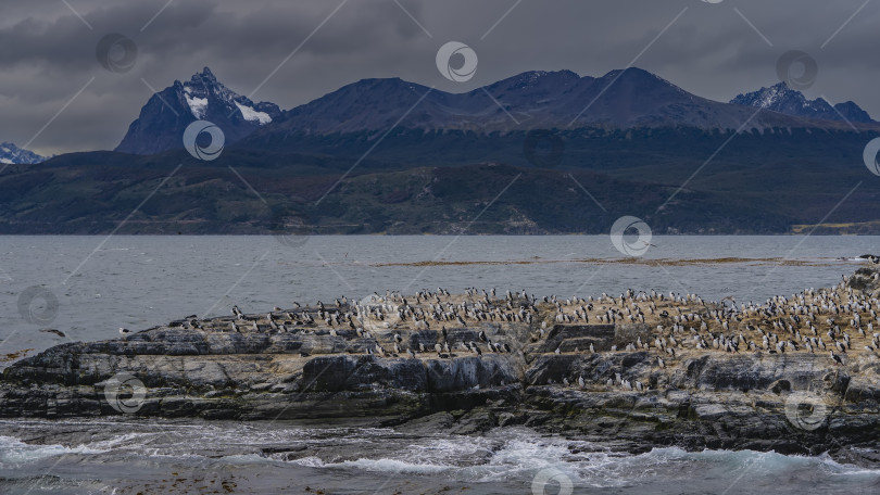 Скачать Колония черных и белых бакланов фотосток Ozero