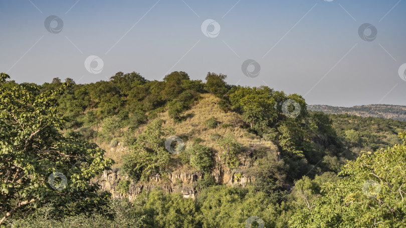 Скачать Пейзаж джунглей в солнечный день. фотосток Ozero