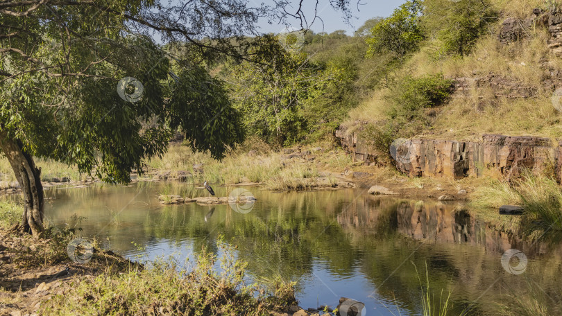 Скачать Маленькое озеро в джунглях фотосток Ozero