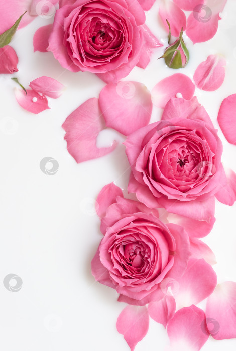 Скачать Розовые розы и молочная ванна. Вертикальный косметический постер, цветочный баннер. Мягкий фокус, место для текста фотосток Ozero