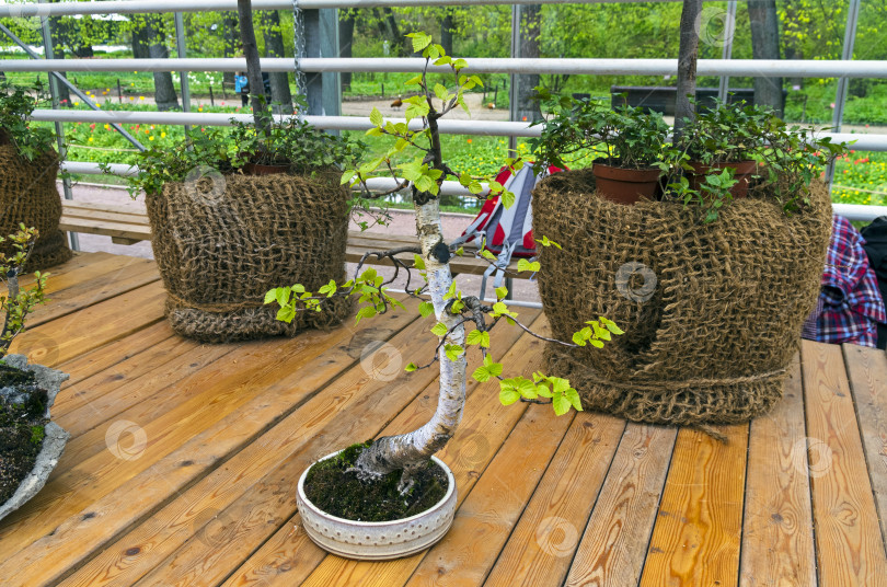 Скачать Береза серебристая (Betula pendula) - бонсай в стиле "Богемский фотосток Ozero