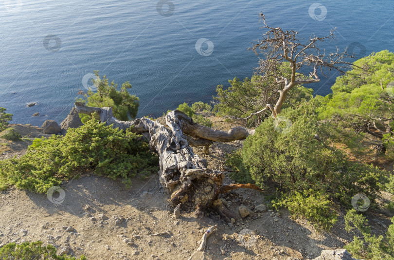 Скачать Упавшая реликтовая сосна. Крым. фотосток Ozero