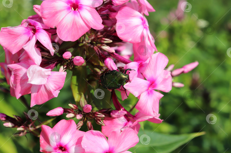 Скачать жук Cetonia aurata на цветках розового флокса фотосток Ozero