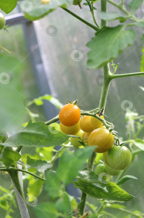 Скачать желтые помидоры черри на ветке в стадии созревания фотосток Ozero