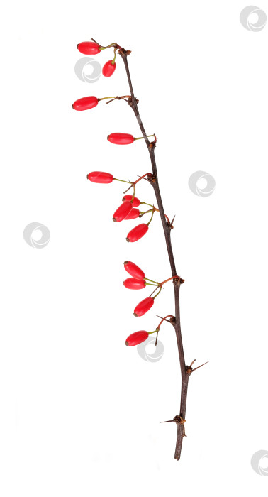 Скачать Колючая ветка куста барбариса с красными ягодами, выделенными на белом фоне фотосток Ozero